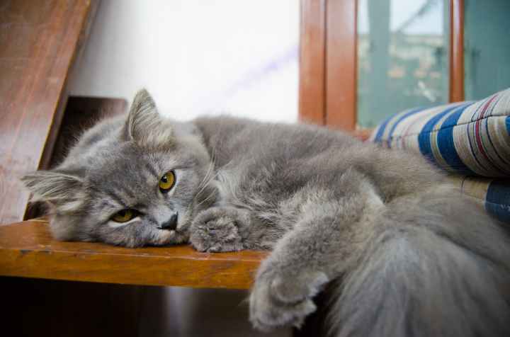 gray cat lying on wooden table